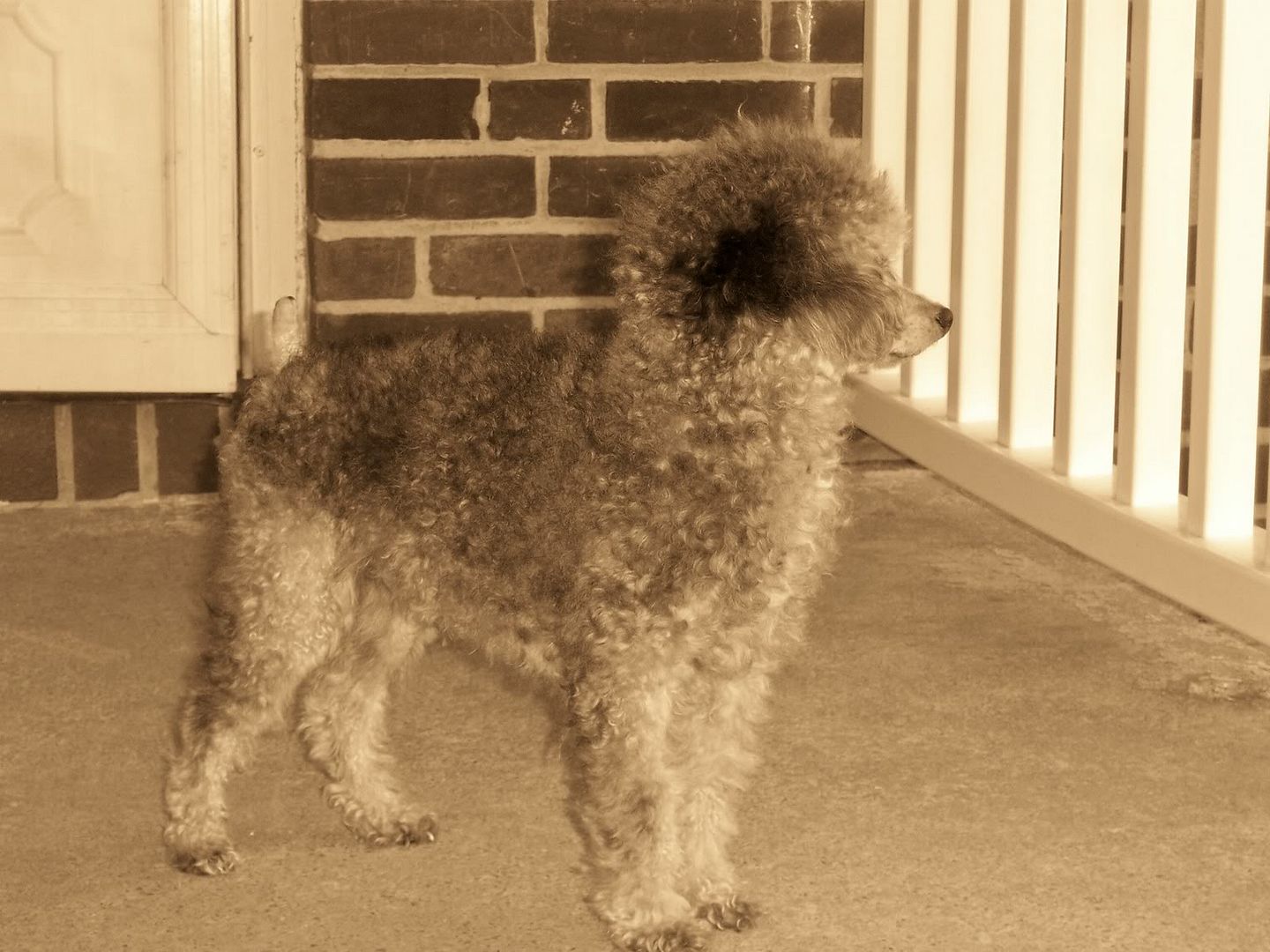Standard Poodle Unclipped